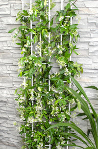 Trachelospermum 'Stella di Venezia' - Ø15cm - ↕65cm