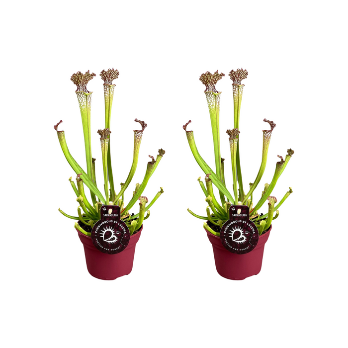 Sarracenia 'Farnhamii' - 2 plants - Ø12cm - ↕40cm