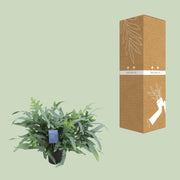 Phlebodium aureum 'Blue Star' - Ø17cm - ↕50cm