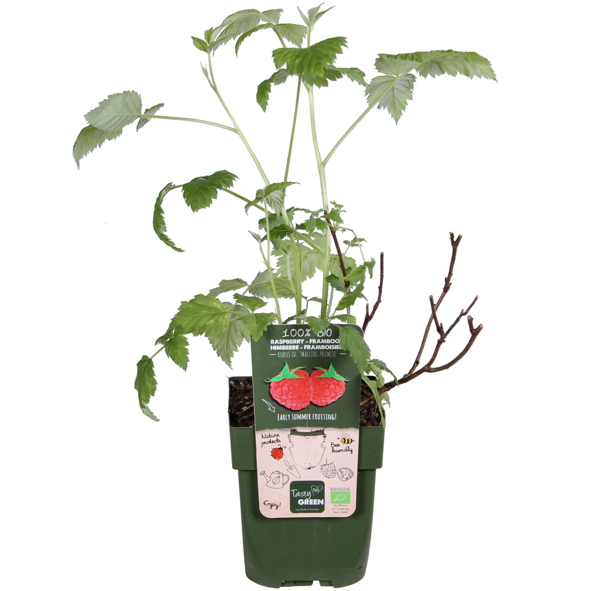 Rubus idaeus 'Malling Promise' (Lampone) - Ø13cm - ↕45cm