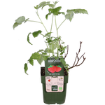 Load image into Gallery viewer, Rubus idaeus &#39;Malling Promise&#39; (Raspberry) - Ø13cm - ↕45cm
