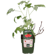 Rubus idaeus 'Malling Promise' (Raspberry) - Ø13cm - ↕45cm