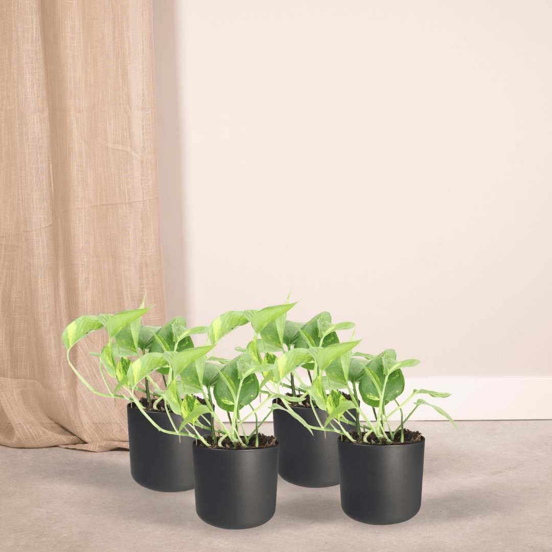 Epipremnum aureum (Scindapsus) - 4 plants - Ø12cm - ↕20cm