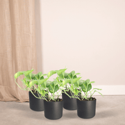 Epipremnum aureum (Scindapsus) - 4 plants - Ø12cm - ↕20cm