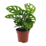 Carica l'immagine nel visualizzatore Galleria, Monstera adansonii 'Monkey Leaf' - Ø12cm - ↕30cm