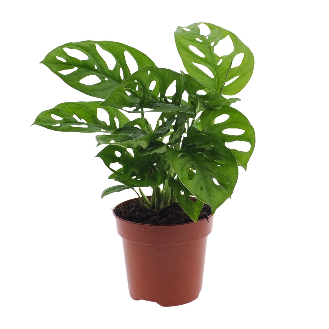 Monstera adansonii 'Monkey Leaf' - Ø12cm - ↕30cm