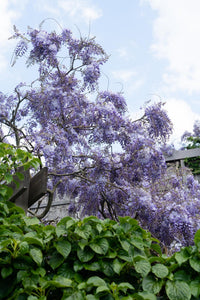 Wisteria sinensis 'Prolific' ("Glicine") - Ø15cm - ↕65cm