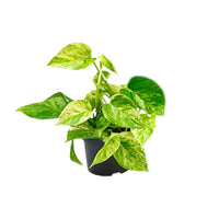 Epipremnum pinnatum 'Marble Queen' (Scindapsus) - Ø12cm - ↕15cm