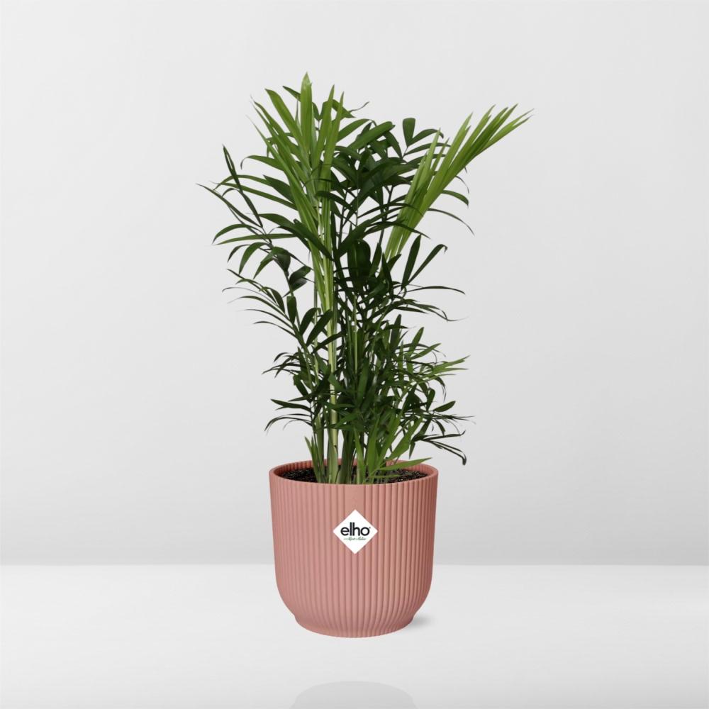 Chamaedorea elegans in ELHO Vibes Fold Pot, Pink, Ø14cm - ↕35cm