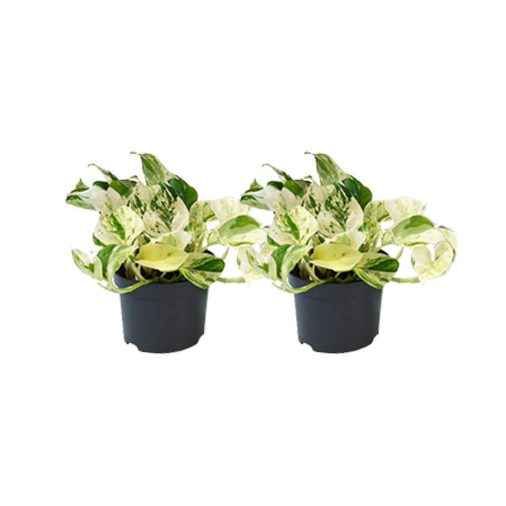 Epipremnum pinnatum 'Happy Leaf' - 2 plants - Ø12cm - Ø12cm