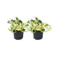 Epipremnum pinnatum 'Happy Leaf' - 2 plants - Ø12cm - Ø12cm