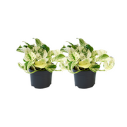 Epipremnum pinnatum 'Happy Leaf' - 2 plants - Ø12cm - Ø12