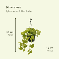Epipremnum pinnatum 'Golden Pothos' (Scindapsus) - 2 plants - Ø15cm - ↕25cm