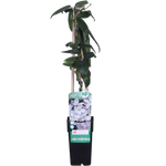 Load image into Gallery viewer, Clematis armandii (White Clematis) - Ø15cm - ↕65cm
