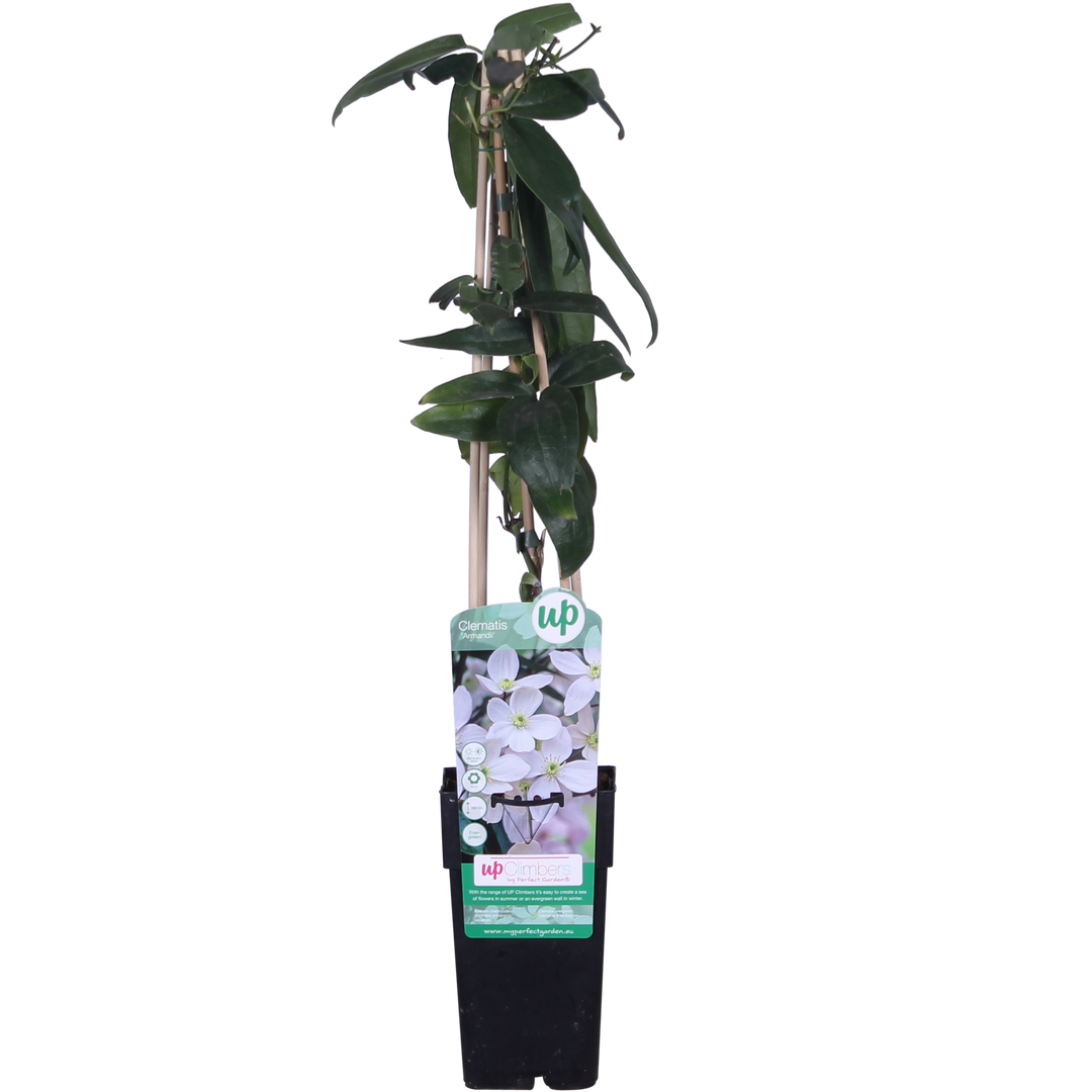 Clematis armandii (White Clematis) - Ø15cm - ↕65cm