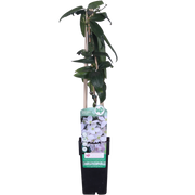 Clematis armandii (White Clematis) - Ø15cm - ↕65cm