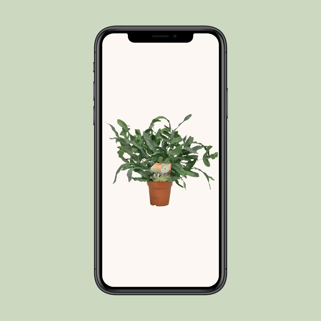 Phlebodium aureum 'Blue Star' - Ø12cm - ↕35cm