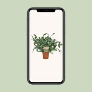 Phlebodium aureum 'Blue Star' - Ø12cm - ↕35cm