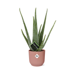Load image into Gallery viewer, Aloe vera in ELHO Vibes Fold pot, Pink, Ø14cm ↕45cm