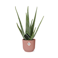 Aloe vera in vaso ELHO Vibes Fold, Rosa, Ø14cm ↕45cm