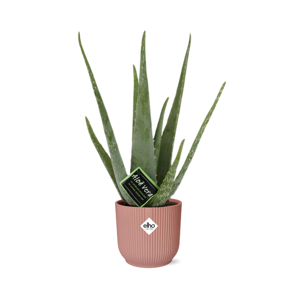 Aloe vera in ELHO Vibes Fold pot, Pink, Ø14cm ↕45cm