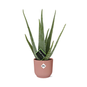 Aloe vera in ELHO Vibes Fold pot, Pink, Ø14cm ↕45cm