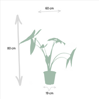 Trio Tropicale da Interno - Alocasia zebrina - Ø19cm - ↕75cm + Alocasia cucullata - Ø19cm - ↕60cm + Alocasia lauterbachiana - Ø19cm - ↕75cm