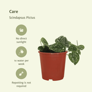 Scindapsus Pictus - Epipremnum - 2 plants - ⌀12 - ↕15cm