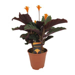Load image into Gallery viewer, Calathea crocata - Ø14cm - ↕40cm
