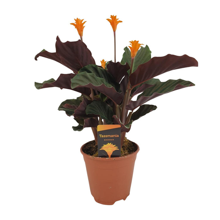 Calathea crocata - Ø14cm - ↕40cm