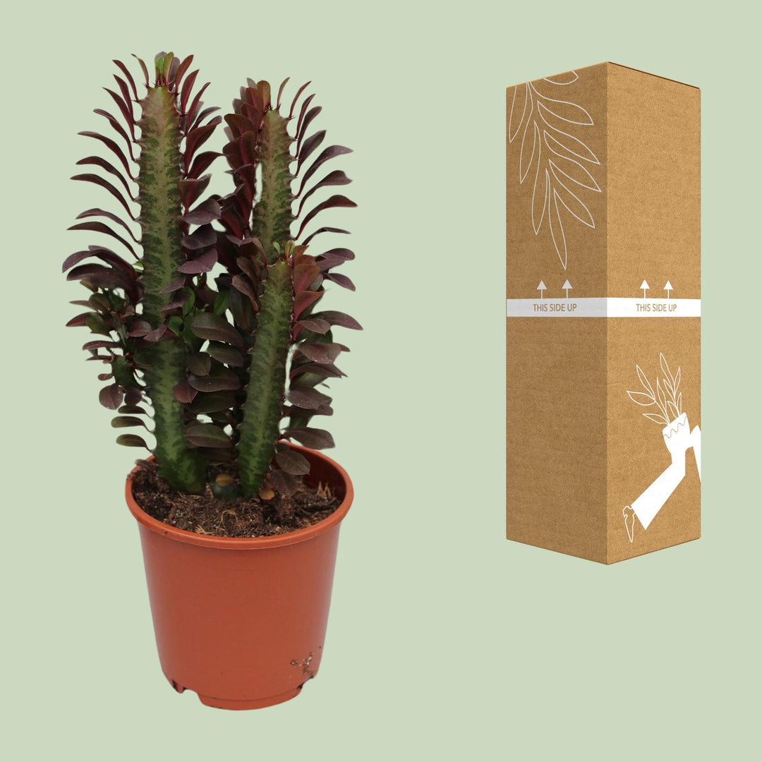 Euphorbia trigona 'Rubra' - Ø12cm - ↕40cm