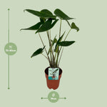 Load image into Gallery viewer, Alocasia zebrina - Ø19cm - ↕75cm