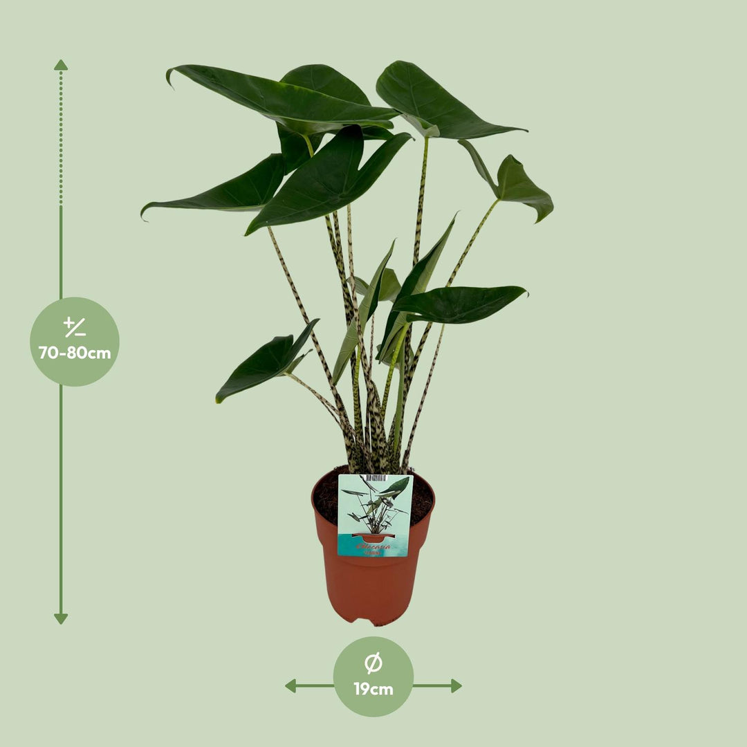 Alocasia zebrina - Ø19cm - ↕75cm