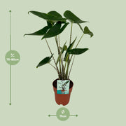 Alocasia zebrina - Ø19cm - ↕75cm