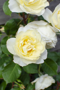Rosa 'Crazy in love', Bianco crema - Ø15cm - ↕65cm
