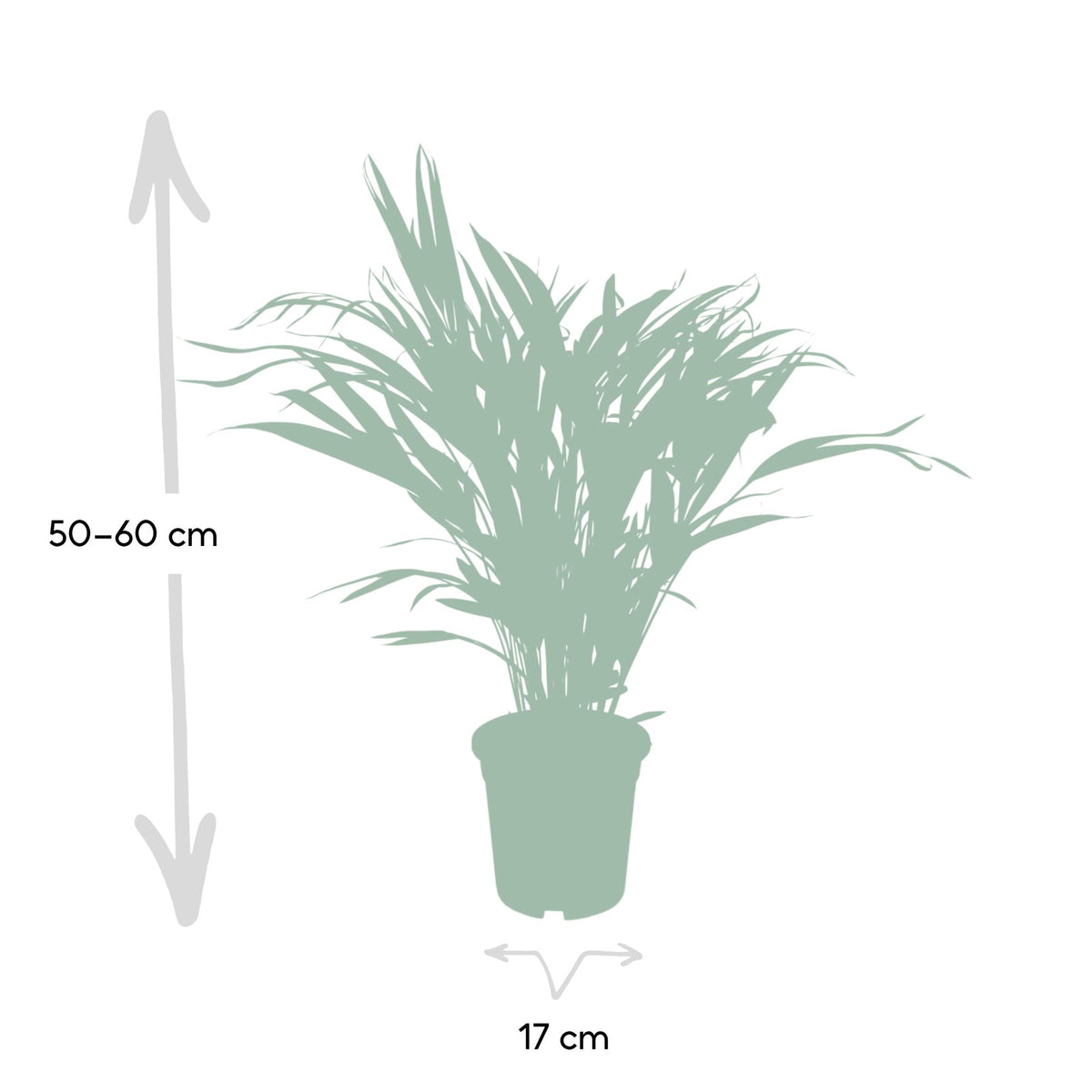 Dypsis lutescens (Areca Palm) - Ø17cm - ↕60cm