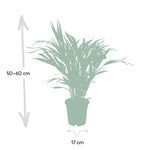 Load image into Gallery viewer, Dypsis lutescens (Areca Palm) - Ø17cm - ↕60cm