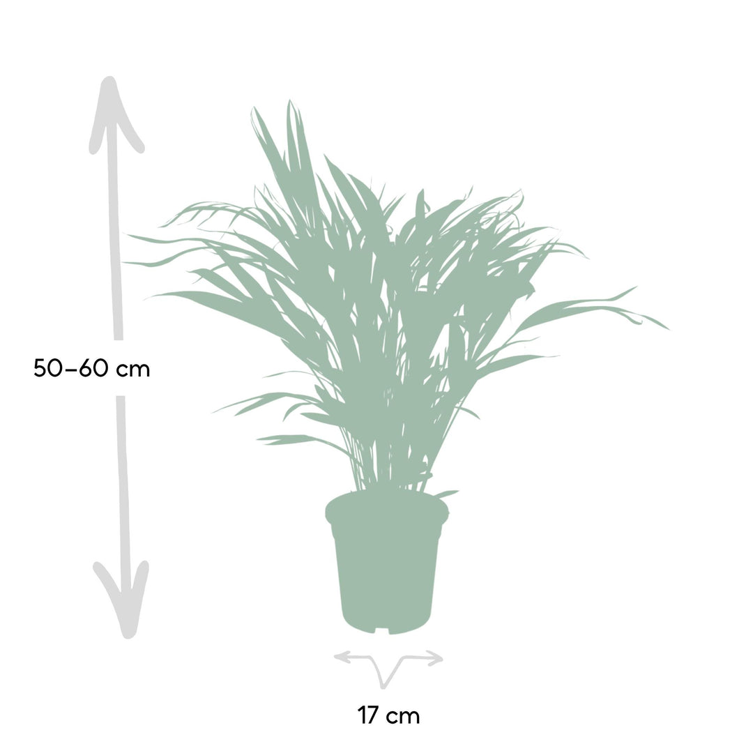 Dypsis lutescens (Areca Palm) - Ø17cm - ↕60cm