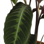 Load image into Gallery viewer, Calathea warscewiczii (Peacock plant) - Ø19cm - ↕70cm
