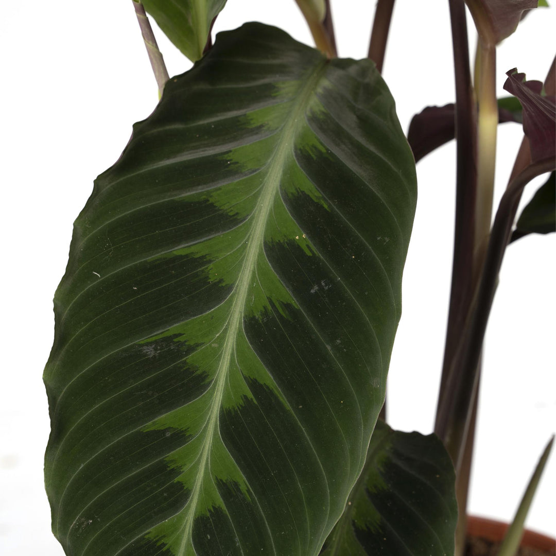 Calathea warscewiczii (Peacock plant) - Ø19cm - ↕70cm