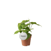 Philodendron hederaceum 'Peru' - Ø12cm - ↕30cm