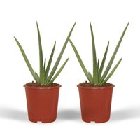 Aloe vera - 2 plants - ø12 - ↕40cm