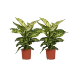 Load image into Gallery viewer, Dieffenbachia seguine &#39;Mars&#39; - 2 plants - Ø17cm - ↕50cm

