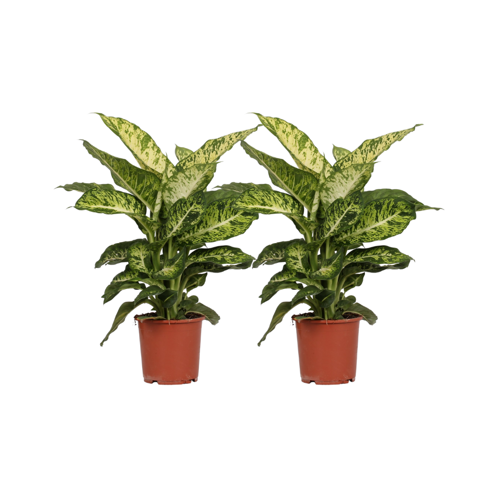 Dieffenbachia seguine 'Mars' - 2 plants - Ø17cm - ↕50cm