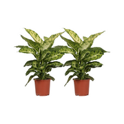 Dieffenbachia seguine 'Mars' - 2 plants - Ø17cm - ↕50cm