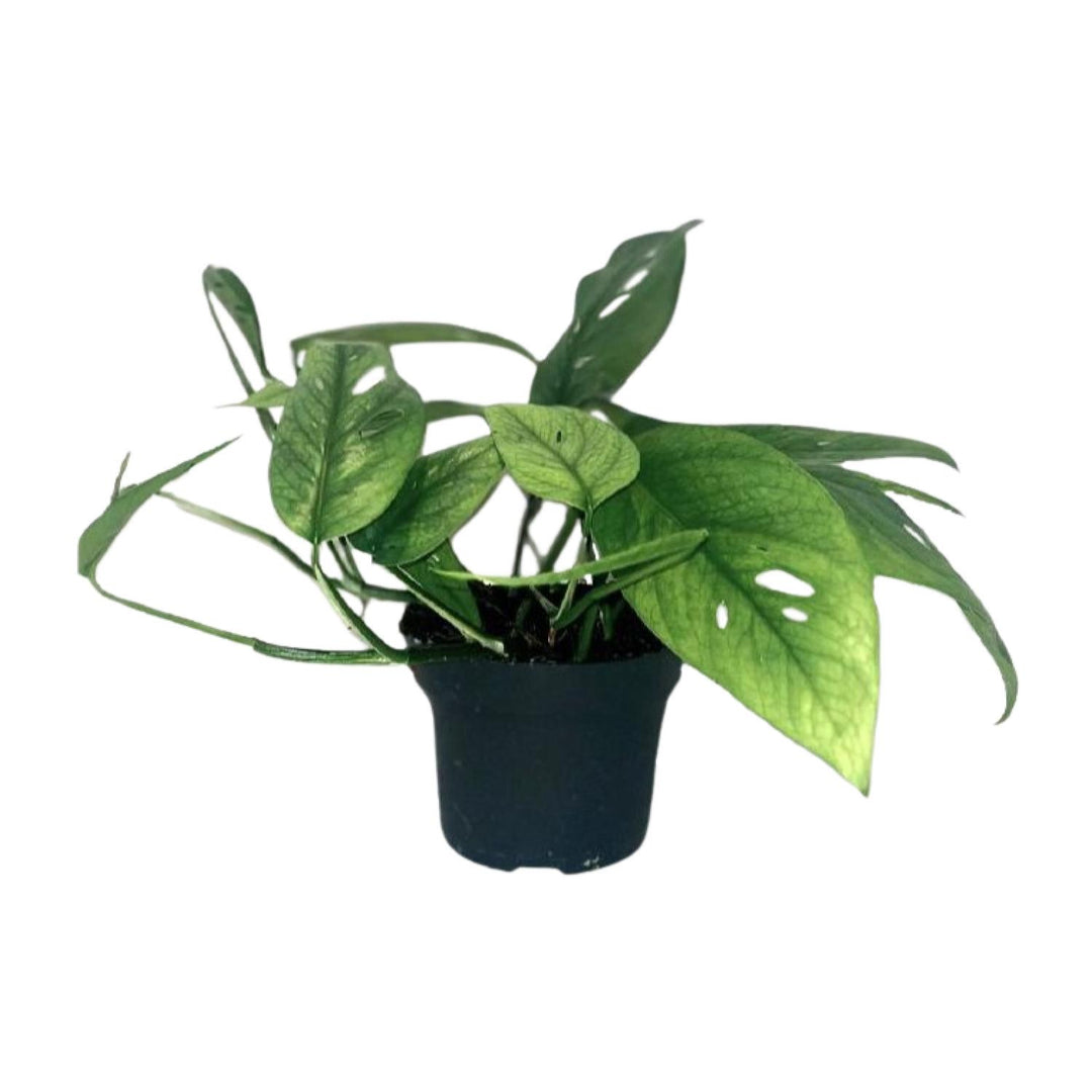 Epipremnum pinnatum 'Cebu Blue' - Ø12cm - ↕20cm
