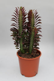 Euphorbia trigona 'Rubra' - Ø12cm - ↕40cm