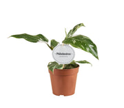 Philodendron erubescens 'White Princess' (B Grade) - Ø12cm - ↕30cm