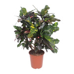 Load image into Gallery viewer, Codiaeum magnificent (Croton magnificent) - Ø27cm - ↕110cm