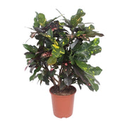 Codiaeum magnificent (Croton magnificent) - Ø27cm - ↕110cm